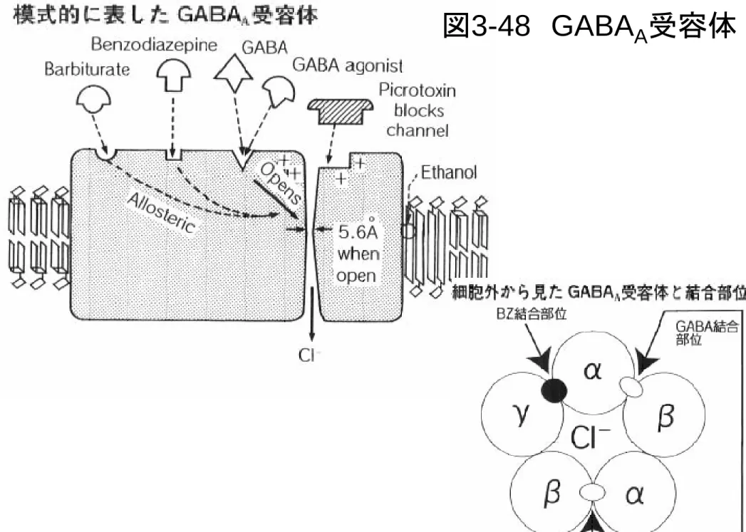 図 3-48 GABA A 受容体