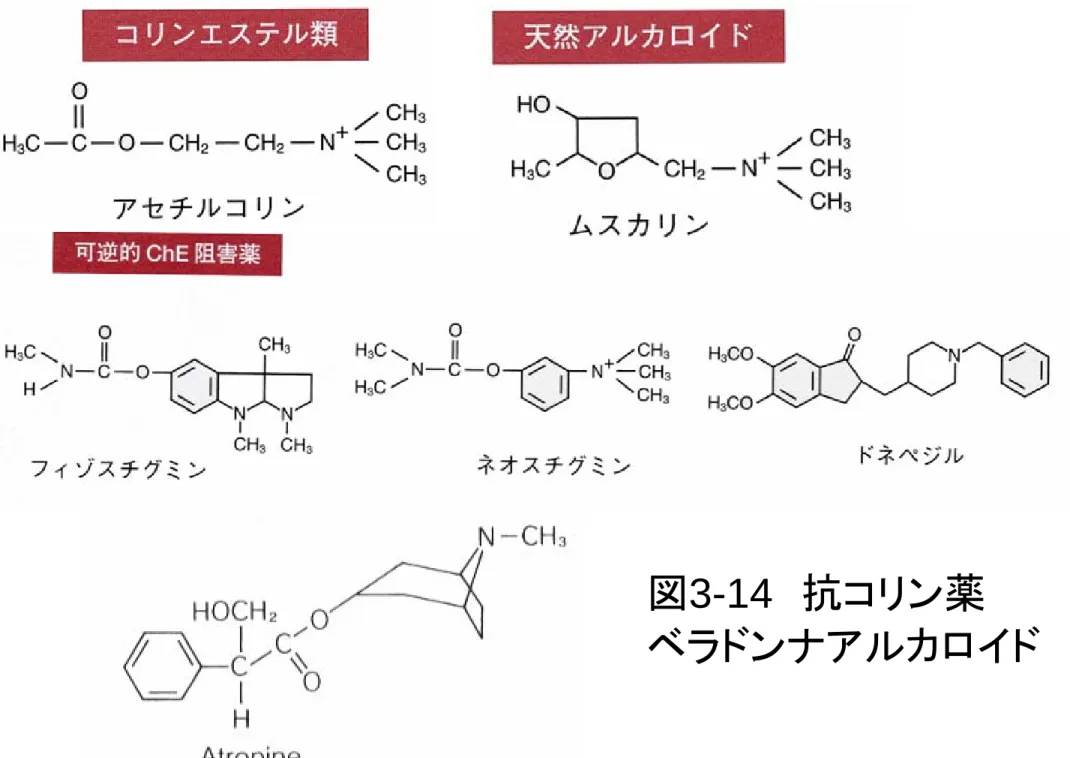 図 3-14 抗コリン薬