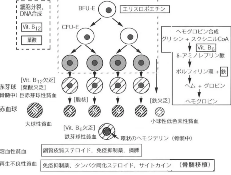 図 8-1   種々の貧血の病因とその治療薬