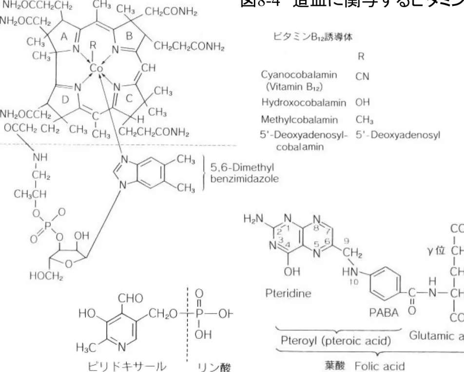 図 8-4   造血に関与するビタミン