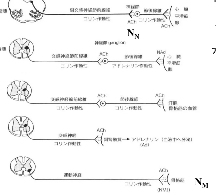 図 3-4   末梢神経系の神経伝達物質とその神経ネットワークNM NN N:  ニコチン受容体ムスカリン受容体 アドレナリン受容体 