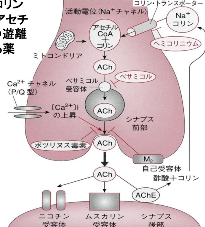 図 3-7   アセチルコリン 神経終末からのアセチ ルコリン（ ACh ）の遊離 とそれに作用する薬