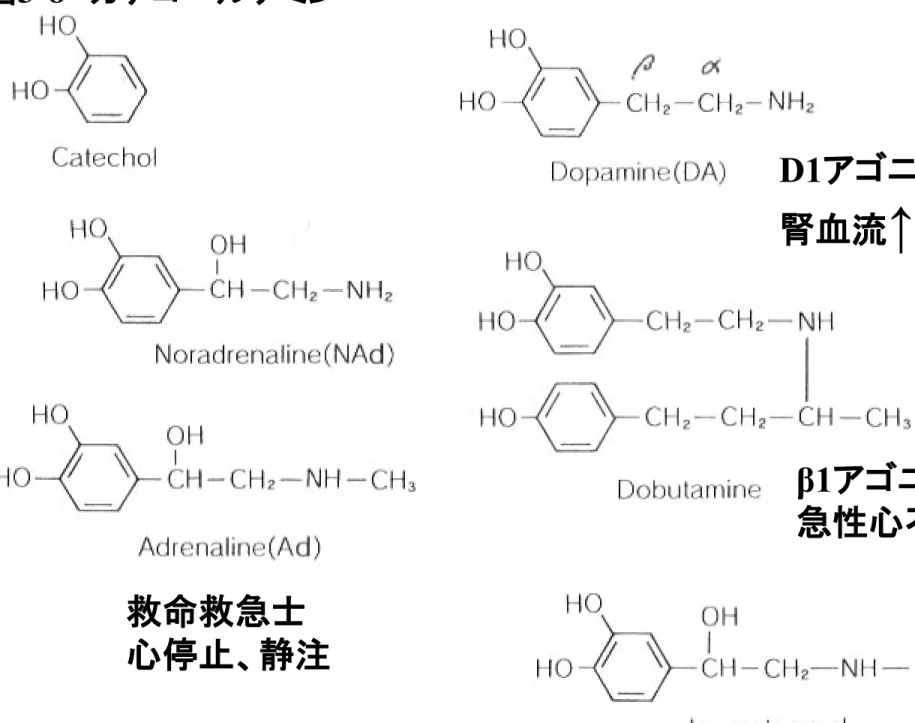 図 3-8   カテコールアミン β1 アゴニスト 急性心不全D1アゴニスト腎血流↑  救命救急士 心停止、静注