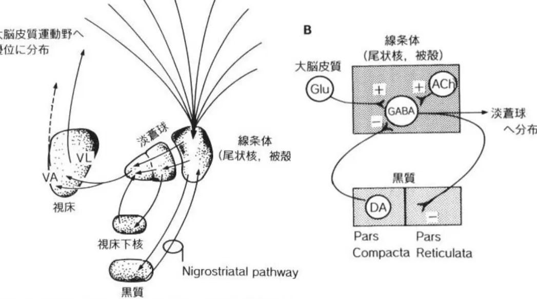 図 3-38   基底核と関連する部位との神経連絡