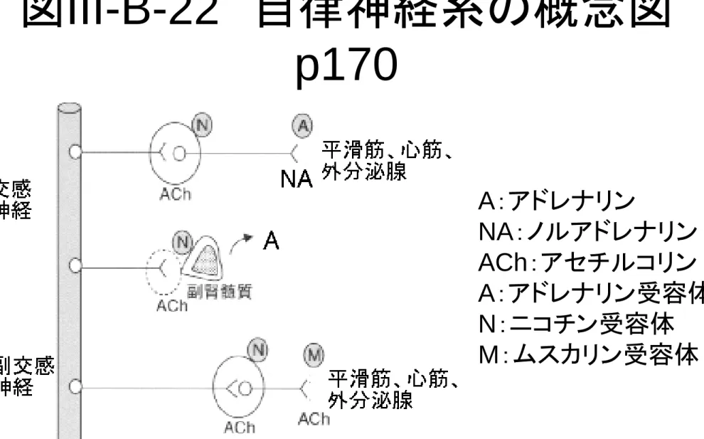 図 III-B-22   自律神経系の概念図 p170  A ：アドレナリン  NA ：ノルアドレナリン  ACh ：アセチルコリン A ：アドレナリン受容体  N ：ニコチン受容体  M ：ムスカリン受容体
