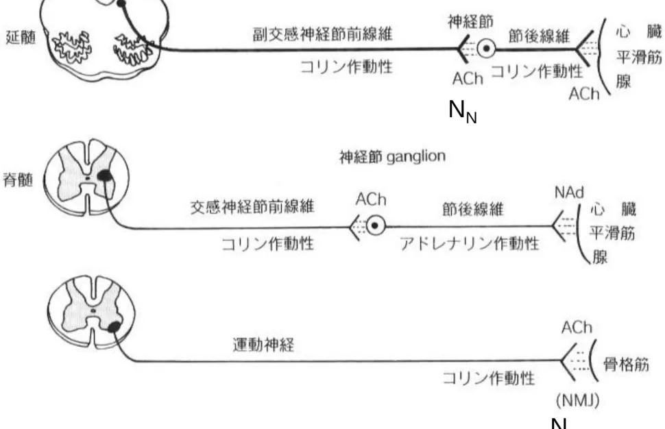 図 3-4   末梢神経系の神経伝達物質とその神経ネットワーク