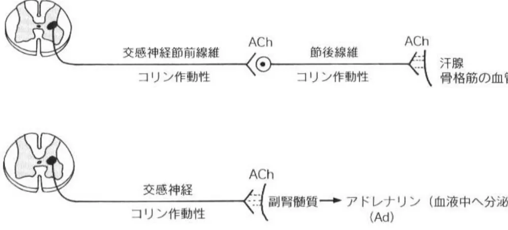 図 3-4   末梢神経系の神経伝達物質とその神経ネットワーク