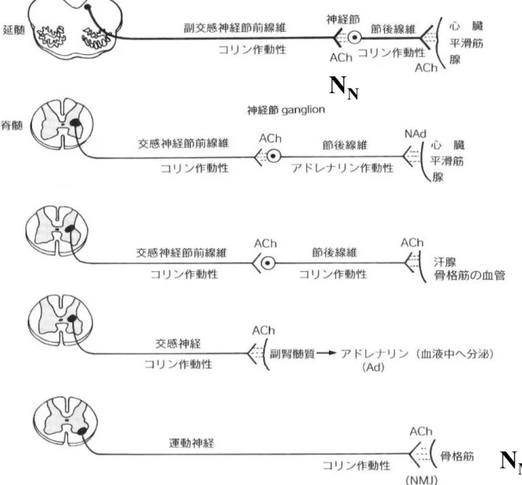 図 3-4   末梢神経系の神経伝達物質とその神経ネットワークNM 