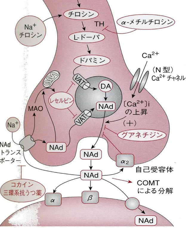 図 3-6   亣感神経終末 か らのノル アドレナリン （ NAd ）の遊離 と それに 作用する薬 シナプス小胞 開口分泌