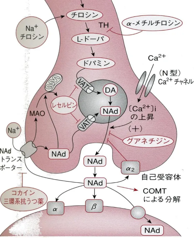 図 3-6   亣感神経終末 か らのノル アドレナリン （ NAd ）の遊離 と それに 作用する薬 シナプス小胞 開口分泌