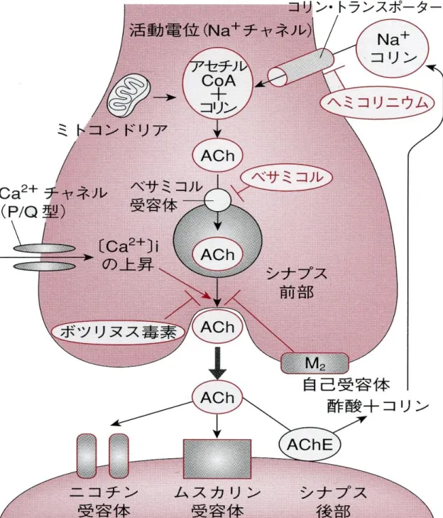 図 3-7   アセチルコ リン神経終末から のアセチルコリンの 遊離と