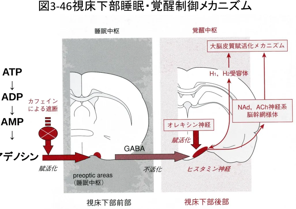 図 3-46 視床下部睡眠・覚醒制御メカニズム ATP  ↓  ADP  ↓  AMP  ↓  アデノシン
