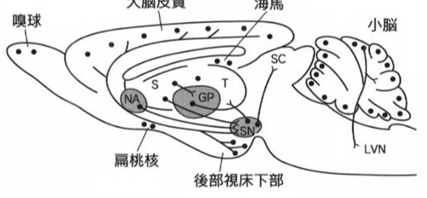 図 3-6   ラット脳における中枢 GABA 神経