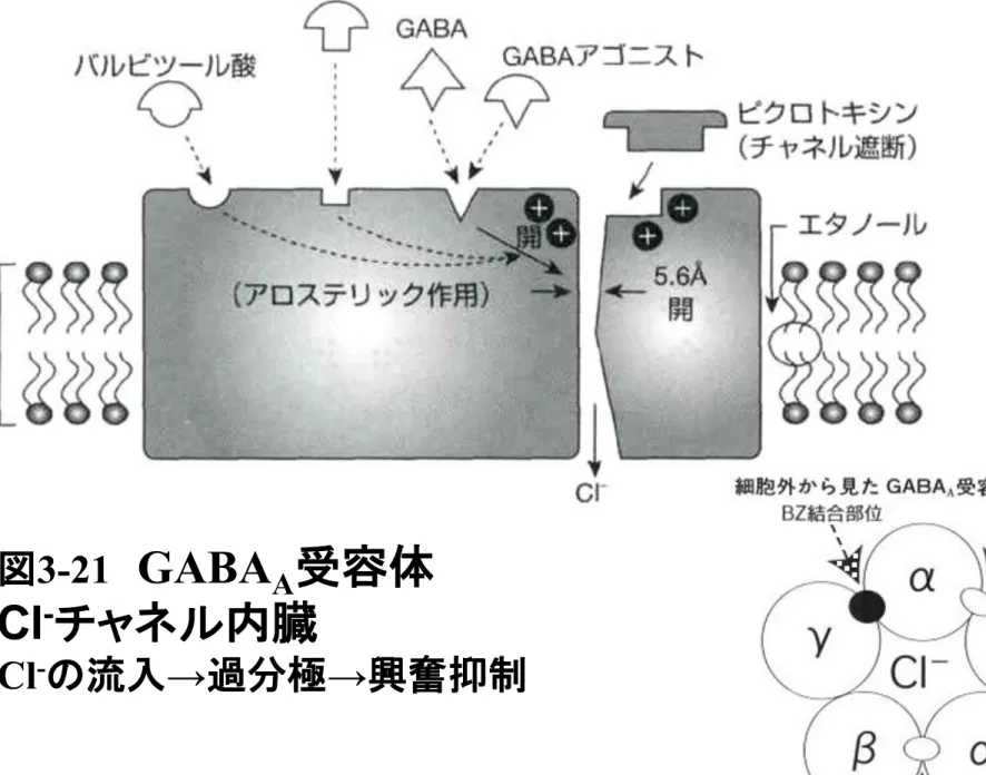 図 3-21 GABA A 受容体 Cl - チャネル内臓