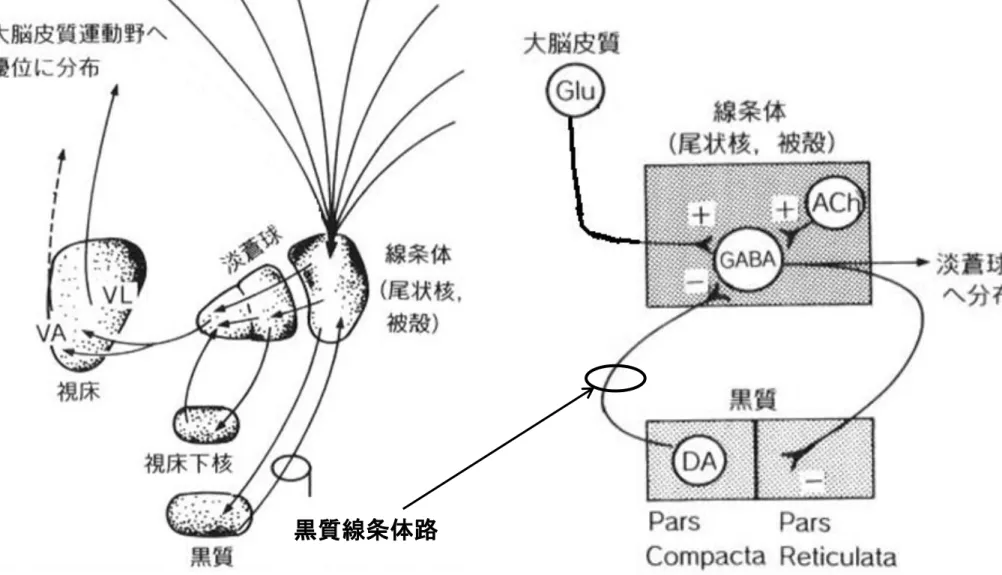 図 3-38 基底核と関連する部位との神経連絡