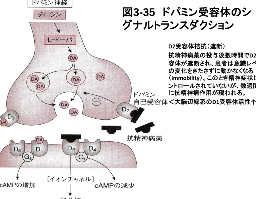 図 3-35 ドパミン受容体のシ グナルトランスダクション D2 受容体拮抗（遮断） 抗精神病薬の投与後数時間で D2 受 容体が遮断され、患者は意識レベル の変化をきたさずに動かなくなる （ immobility ）。このとき精神症状はコ ントロールされていないが、数週間後 に抗精神病作用が現われる。 ＜大脳辺縁系の D1 受容体活性 ↑  ＞