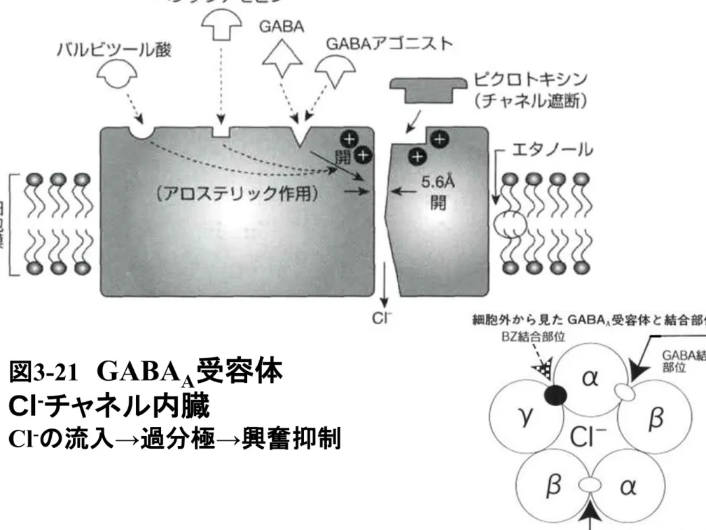図 3-21 GABA A 受容体 Cl - チャネル内臓