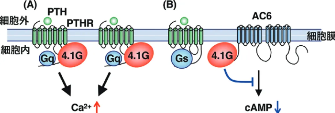 図 1. Tctex - 1 による PTHR 機能の調節．（A） Tctex - 1 は細胞膜直下で PTHR の C 末端に直接結合する．（B）