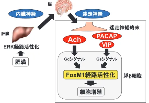 図 . 肝臓 - 膵 β 細胞間神経ネットワークによる膵 β 細胞増殖機構（文献 4 より）肝臓ERK経路活性化FoxM1経路活性化AchPACAPVIP内臓神経細胞増殖GqシグナルGsシグナル迷走神経脳 迷走神経終末膵β 細胞肥満
