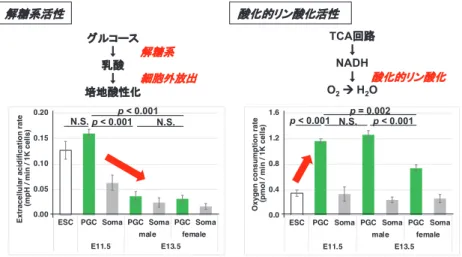 図 3. 生殖細胞の分化に伴う代謝特性の変化 多能性幹細胞から胎齢 13.5 日の PGC への分化の過程 で，解糖系は胎齢 11.5 - 13.5 日で低下し，酸化的リン 酸化は胎齢 9.5 - 11.5 日で上昇することを見出した．ま た，酸化的リン酸化は雄 PGC において雌 PGC より上 昇していた．さらに胎齢 13.5 日の雄 PGC では，核酸， アミノ酸やグルタチオン合成経路の亢進も示唆され た．