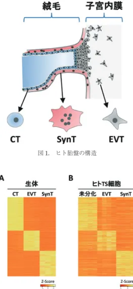 図 2. ヒト TS 細胞の遺伝子発現解析