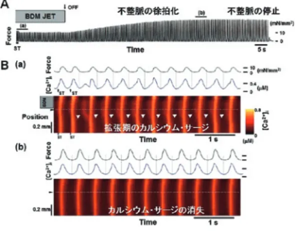 図 1. 不均一収縮と不整脈 A : BDM の局所潅流時に電気刺激（ST）によって自 発的な収縮（不整脈）が誘発された．BDM 局所潅流 の停止（OFF）後に，不整脈は次第に徐拍化し，遂に は停止した． B : BDM 局所潅流時（A の（a），上段）と潅流停止 後（A の（b），下段）の細胞内カルシウムと張力変化 を示す．（a）では BDM 潅流域と非潅流域の境界領域 において自発的なカルシウム上昇（カルシウム・サー ジ，白矢印）が起こっている．これに対し，潅流停止 後の（b）ではカルシウム・サージが消