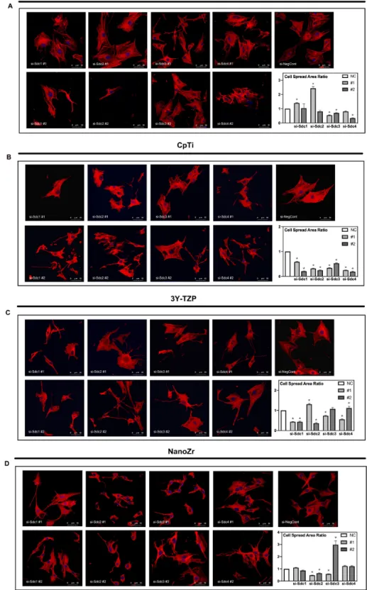 Figure  3.  Observation  of  actin  cytoskeleton  and  nucleus  of  MC3T3-E1  cells  cultured  on  different material surfaces after 48h RNA interference treatment