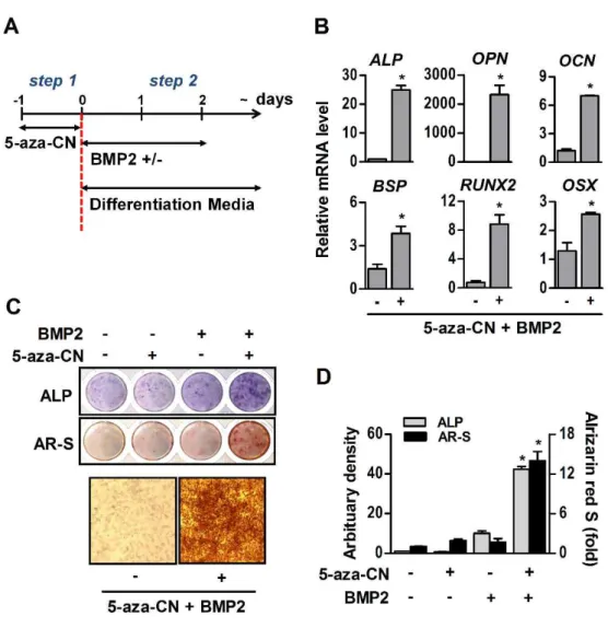 Fig.  2.  Osteogenic  differentiation  of  5-aza-CN-treated  NIH/3T3  cells.  (A)  The  schematic  diagram  of  this  study  is  based  on  direct  reprogramming  principles