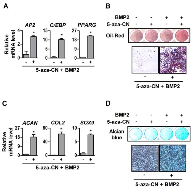 Fig.  3.  Adipogenic  and  chondrogenic  differentiation  of  5-aza-CN-treated  NIH/3T3  cells