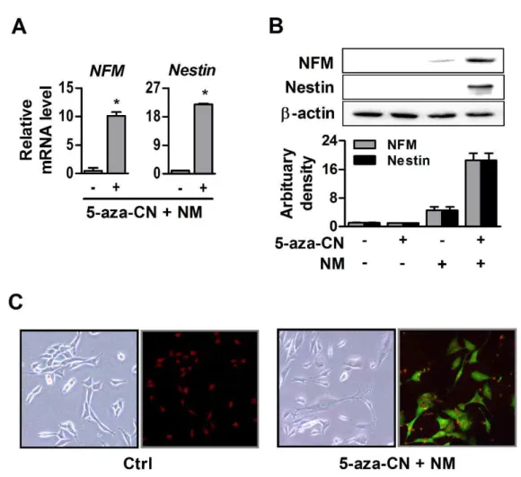 Fig. 4. Neurogenic differentiation of 5-aza-CN-treated NIH/3T3 cells. (A, B) After 5 and 14 