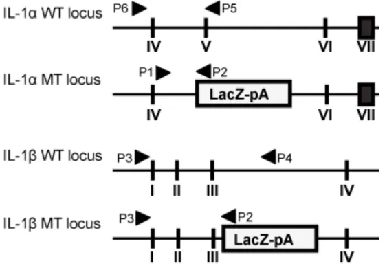 Fig. 1 Genetic schemes of IL-1α/β-double-knockout (IL-1KO) mice 