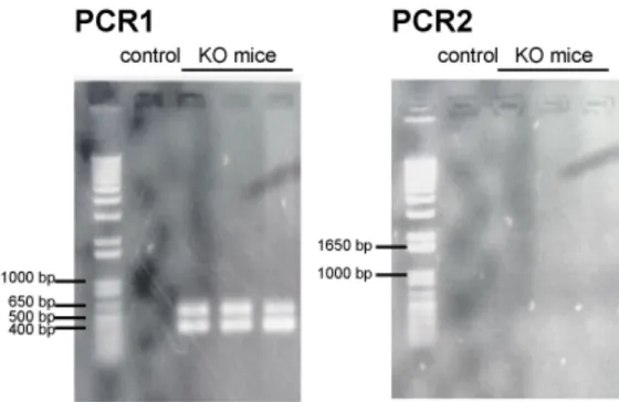Fig. 2 Genetic phenotyping of IL-1α/β-double-knockout (IL-1KO) mice 