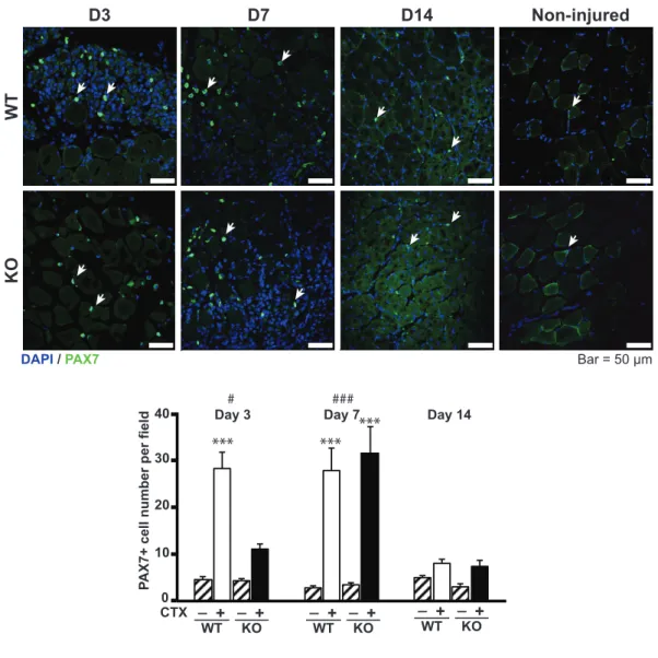 Fig. 5 Histological analysis of PAX7-expressing cells in muscle cryosections 
