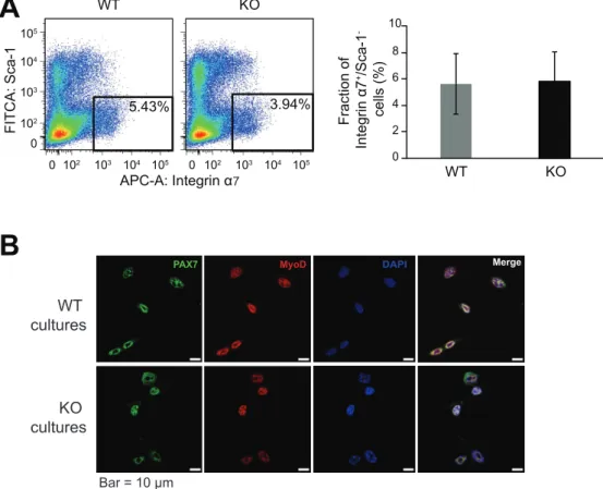 Fig. 7 Fluorescent activated cell sorting of satellite cells 
