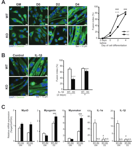 Fig. 9 Myogenic differentiation analysis of myocyte cultures (I) 