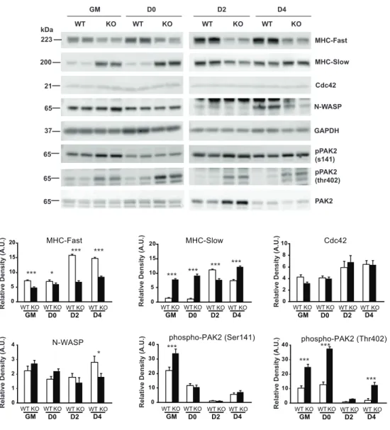 Fig. 10 Myogenic differentiation analysis of myocyte cultures (II)  The  patterns  of  protein  expression  and  phosphorylation  analyzed  by  western  blotting through the myoblast differentiation time points, using GAPDH as the  loading control