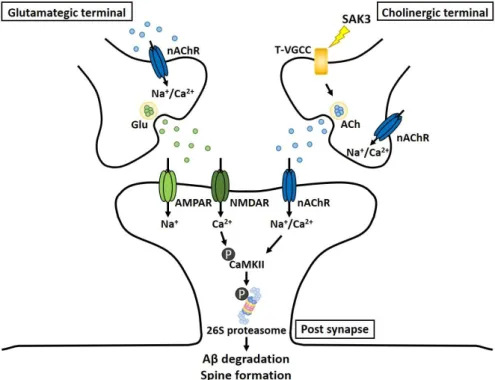 Figure  8.  Schematic  depicting  the  mechanism  underlying  the  therapeutic  effects  of  SAK3  administration for AD pathology
