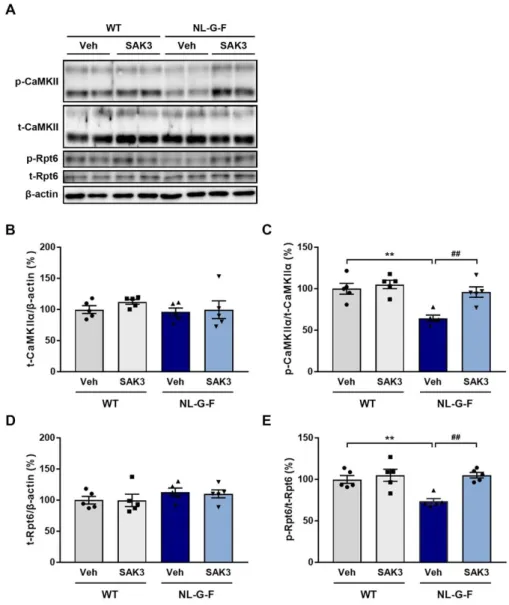 Figure 3. SAK3 administration improves CaMKII-Rpt6 signaling in NL-G-F mice. (A) Representative  image of western blot membranes containing hippocampal protein probed with antibodies against  autophosphorylated  CaMKII  (T286),  CaMKII,  phosphorylated  Rp