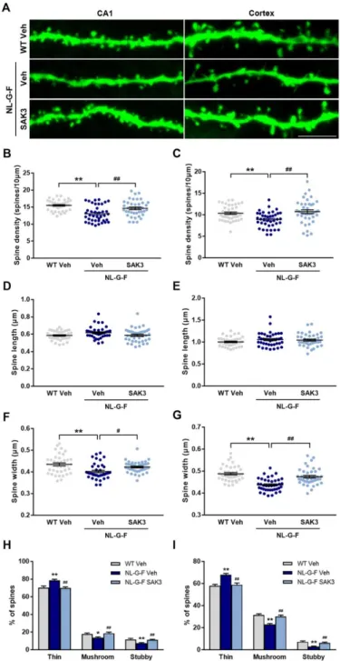Figure  4. SAK3  administration  ameliorates  the  dendritic  spine  abnormalities  in  NL-G-F  mice