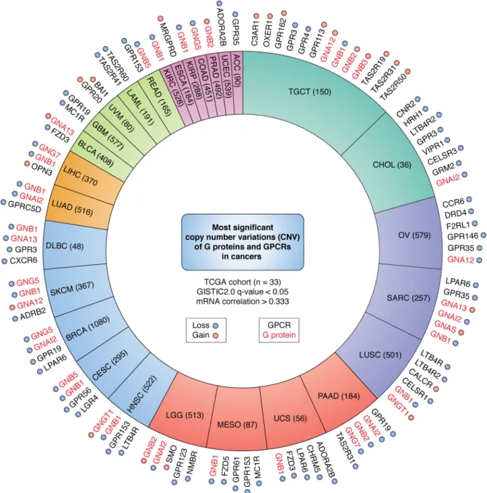 Figure 4. Top significant CNVs of GPCRs and G proteins in cancer. From GISTIC analysis, the proportion of TCGA cohorts (sample number) with highly significant (GISTIC q-value ⬍ 0.05 and mRNA correlation ⬎ 0.333) CNVs in genes encoding GPCRs (black) and G p