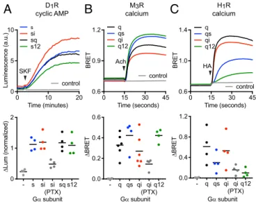 Fig. 4. Activation of G α subunit chimeras with noncognate C termini. (A) G si , G sq , and G s12 chimeras fully restored cAMP accumulation in response to D 1 R stimulation (10 μ M SKF 81297) in cells lacking endogenous G α s family subunits (n = 4)