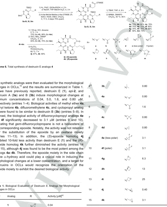Table 1.  Biological Evaluation of Destruxin E Analogs  for Morphological  Changes in OCLs 