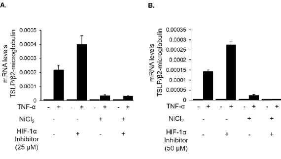 Figure 7. Effects of HIF-1α inhibitor at higher concentrations on TNF-α-induced TSLP  expression