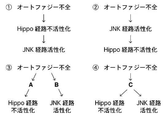 Fig. 4-8  オートファジー不全による Hippo 経路不活性化と JNK 経路活性化の 関係性として考えられうる可能性  EC 特異的オートファジー不全腸管における Hippo 経路不活性化と JNK 経路 活性化の関係性について、考えられる可能性は以下の 4 つである。  ①オートファジー不全による Hippo 経路不活性化（Yki の活性化）が JNK 経路 活性化を起こす。  ②オートファジー不全による JNK 経路活性化が Yki の活性化を起こす。  ③オートファジー不全によって Yki 