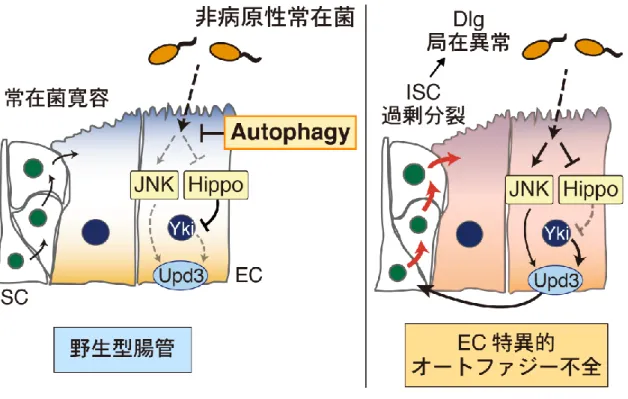 Fig. 4-10  ここまでのまとめ  ここまでに示したことを模式図にまとめた。従来は宿主の腸管上皮に刺激を 与えないと考えられていた非病原性の腸内常在菌も、EC に Hippo 経路を不活 性化あるいは JNK 経路を活性化する刺激を与えている。野生型腸管ではこれが オートファジーによって抑制されており、EC から ISC へ損傷応答シグナルは 伝達されない。これにより常在菌に対する損傷応答の寛容性がもたらされ、腸 管恒常性が維持される。一方で、 EC でオートファジー不全が起こると、常在菌 存在下で 