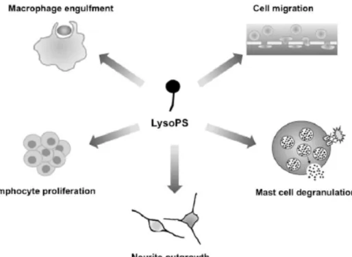 Fig. 2. LysoPS LysoPS