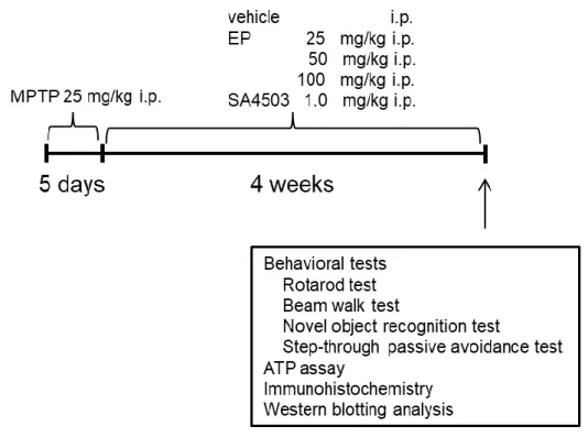 Fig. 1. Experimental schedule for the present study. 