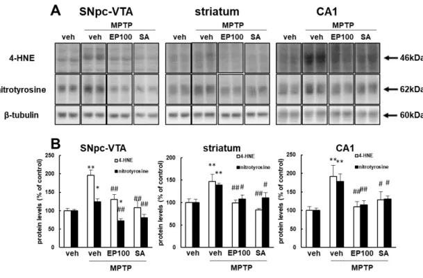 Fig. 8. EP and SA4503 treatment attenuates MPTP-induced oxidative stress. 
