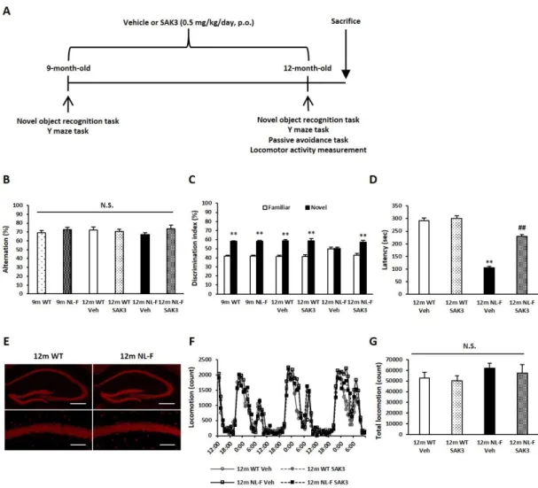 Fig. 1. Chronic SAK3 administration improves cognitive deficits in NL-F mice. (A)  Experimental schedule used in chronic administration study