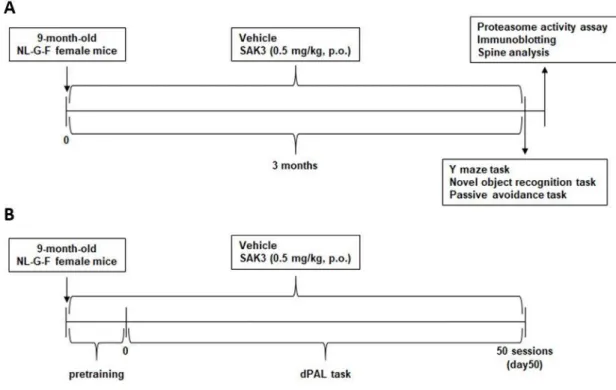 Fig. 6. Experimental schedule for chronic administration study using NL-G-F mice. 